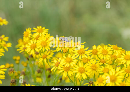 L'Apiculture comme nourriture de l'insecte sur les fleurs jaunes de massés Séneçon commun / Jacobaea vulgaris syn Senecio jacobaea des astéracées. Les mauvaises herbes problématiques. Banque D'Images