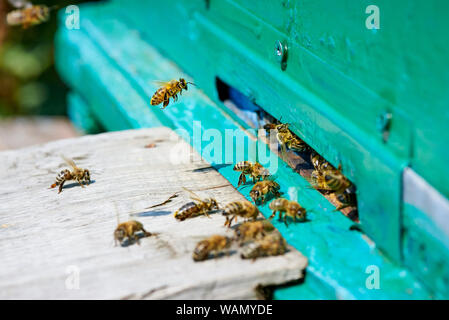 Abeille vole à une ruche en bois. Banque D'Images