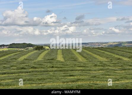 Lignes d'herbe pour le foin en champ avec vue sur Huddersfield Yorkshire Angleterre Banque D'Images