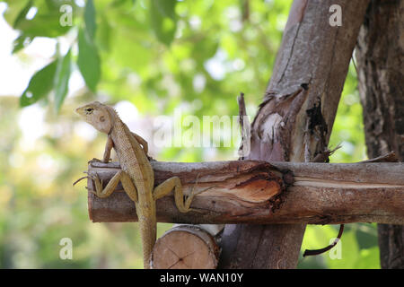 Le lézard s'accrochent à l'arbre. Banque D'Images