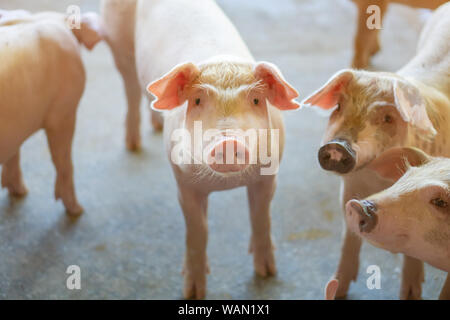 Groupe de cochon qui a l'air en bonne santé dans l'ANASE local ferme porcine à l'élevage. Le concept de l'agriculture propre et uniforme sans maladies locales ou condition Banque D'Images