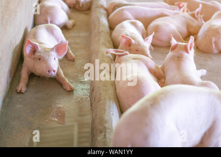 Groupe de cochon qui a l'air en bonne santé dans l'ANASE local ferme porcine à l'élevage. Le concept de l'agriculture propre et uniforme sans maladies locales ou condition Banque D'Images