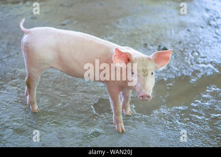 Mois 2 ans piggy qu'a l'air en bonne santé dans une ferme porcine de l'ANASE. Le concept de l'agriculture propre et uniforme sans maladies locales ou d'état Banque D'Images