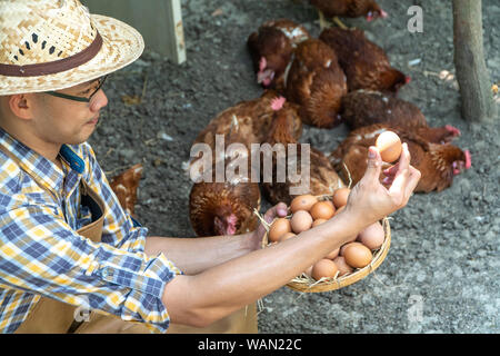 Les jeunes agriculteurs intelligents porter chemise à manches longues à carreaux tablier marron sont maintenant le poulet frais oeufs dans le panier à un élevage de poulets en lui accueil salon Banque D'Images