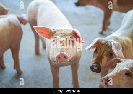 Groupe de cochon qui a l'air en bonne santé dans l'ANASE local ferme porcine à l'élevage. Le concept de l'agriculture propre et uniforme sans maladies locales ou condit Banque D'Images