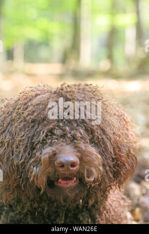 Chien avec de longs cheveux de haute qualité portrait rebelle Lagotto Romagnolo rasta estampes Banque D'Images