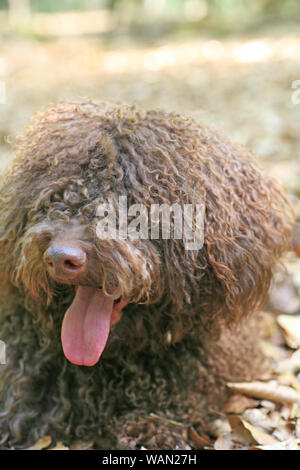 Chien avec de longs cheveux de haute qualité portrait rebelle Lagotto Romagnolo rasta estampes Banque D'Images