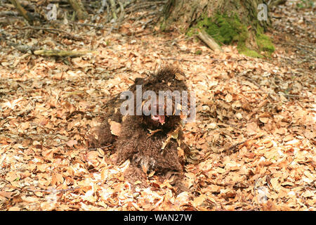 Chien avec de longs cheveux de haute qualité portrait rebelle Lagotto Romagnolo rasta estampes Banque D'Images