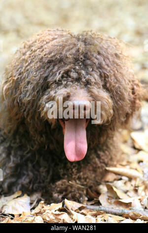 Chien avec de longs cheveux de haute qualité portrait rebelle Lagotto Romagnolo rasta estampes Banque D'Images