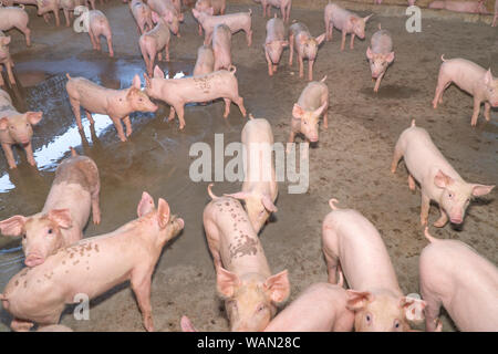 Groupe de cochon qui a l'air en bonne santé dans l'ANASE local ferme porcine à l'élevage. Le concept de l'agriculture propre et uniforme sans maladies locales ou condit Banque D'Images