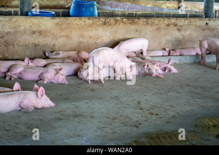 Groupe de cochon qui a l'air en bonne santé dans l'ANASE local ferme porcine à l'élevage. Le concept de l'agriculture propre et uniforme sans maladies locales ou condit Banque D'Images