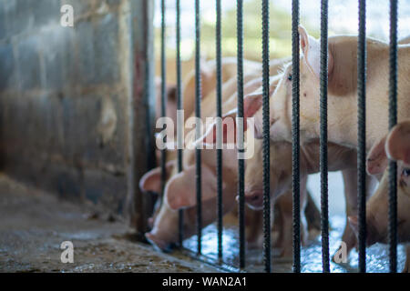 Groupe de cochon qui a l'air en bonne santé dans l'ANASE local ferme porcine à l'élevage. Le concept de l'agriculture propre et uniforme sans maladies locales ou condit Banque D'Images