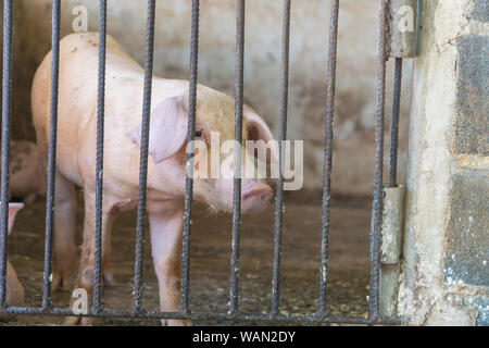 Groupe de cochon qui a l'air en bonne santé dans l'ANASE local ferme porcine à l'élevage. Le concept de l'agriculture propre et uniforme sans maladies locales ou condit Banque D'Images