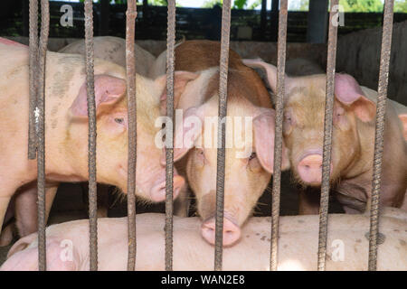 Groupe de cochon qui a l'air en bonne santé dans l'ANASE local ferme porcine à l'élevage. Le concept de l'agriculture propre et uniforme sans maladies locales ou condit Banque D'Images