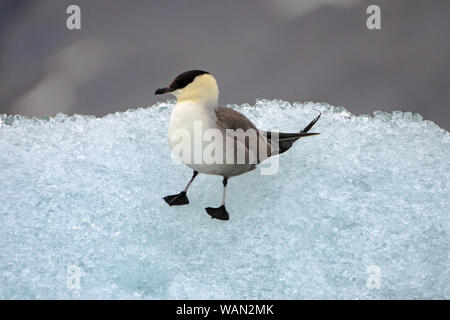 Labbe parasite, Arctic jaeger ou parasitaires skua (Stercorarius parasiticus) Banque D'Images