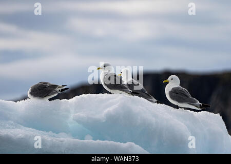 La mouette tridactyle (Rissa tridactyla) debout sur la glace flottante Banque D'Images