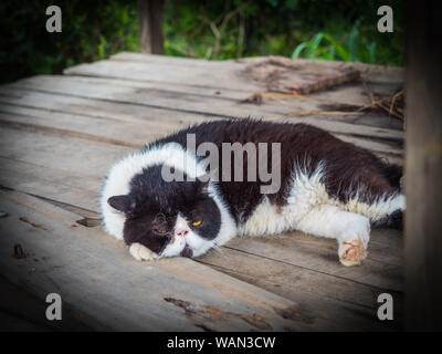 Un chat paresseux dort sur le tableau Banque D'Images