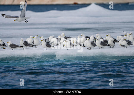 La mouette tridactyle (Rissa tridactyla) debout sur la glace flottante Banque D'Images