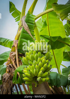 Avec les bananes bananier vert cru ,grand laisser dans la nature Banque D'Images