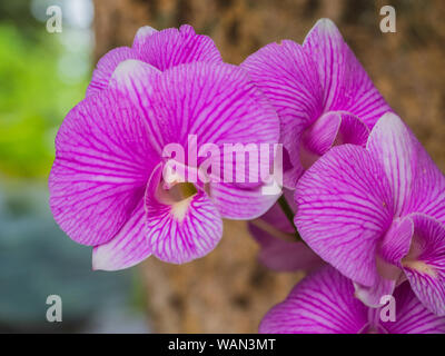 Libre de belles fleurs orchidée rose Banque D'Images