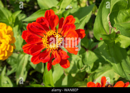 Red Zinnia elegans fleurissent au jardin Banque D'Images