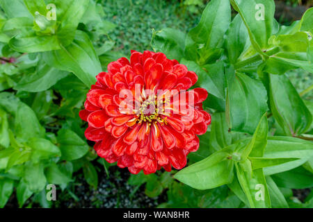 Red Zinnia elegans benary's giant in garden Banque D'Images