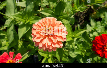 Zinnia elegans benary's Orange Fleur géante dans le jardin Banque D'Images