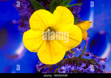 Petunia hybride fleur jaune macro fond des impressions de haute qualité de la famille des solanacées affiches numériques modernes Banque D'Images