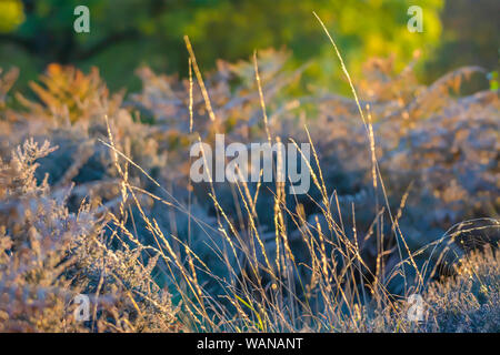 La lumière de l'après-midi sur le pré en début de l'automne.lumineux, high key parlons nature avec de belles couleurs chaudes et l'arrière-plan flou.heure d'or scenery Banque D'Images