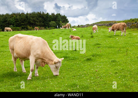 Vaches qui paissent sur l'herbe à l'extérieur en Ecosse. Banque D'Images