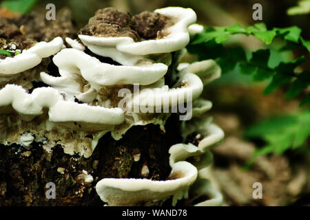 champignons sur une pièce en bois Banque D'Images