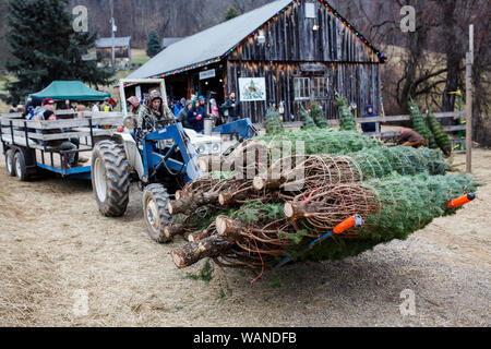 Des scènes de Snickers Gap Christmas Tree Farm en dehors de Washington, DC. Banque D'Images