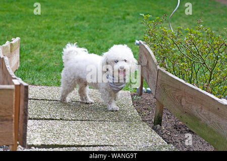 Petit Chien Frisé Blanc Modèle Portrait En Extérieur Doux