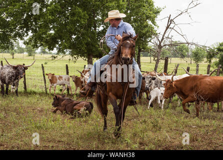 Craig Cowhand Bauer, sur son cheval, spaghetti, sur le vagabondage Pour longhorn les génisses et les veaux sur stigmatiser journée au 1 800-acre Lonesome Pine Ranch, un ranch de bétail de travail qui fait partie de la vie de ranch au Texas ranch resort près de Chappell Hill dans le comté de Austin, Texas Banque D'Images