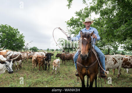 Craig Cowhand Bauer, sur son cheval, spaghetti, au milieu de la harde de longhorn au 1 800-acre Lonesome Pine Ranch, un ranch de bétail de travail qui fait partie de la vie de ranch au Texas ranch resort près de Chappell Hill dans le comté de Austin, Texas Banque D'Images