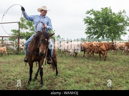 Craig Cowhand Bauer, sur son cheval, spaghetti, sur le vagabondage Pour longhorn les génisses et les veaux sur stigmatiser journée au 1 800-acre Lonesome Pine Ranch, un ranch de bétail de travail qui fait partie de la vie de ranch au Texas ranch resort près de Chappell Hill dans le comté de Austin, Texas Banque D'Images