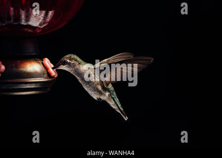 Colibri à gorge rubis femelle au niveau du convoyeur d'allumé par softbox Banque D'Images