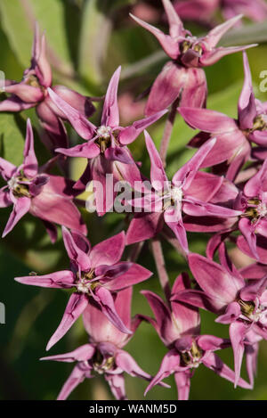 Belle asclépiade (Asclepias speciosa), Parc National de Wind Cave. S. Dakota, USA, par Bruce Montagne/Dembinsky Assoc Photo Banque D'Images