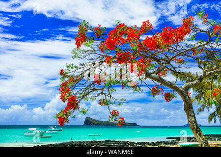 Belle vue,Cap Malheureux avec la mer turquoise et rouge flamboyant,arbre traditionnel de l'île Maurice. Banque D'Images