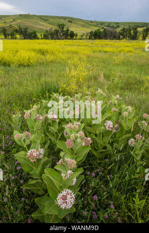 Belle asclépiade (Asclepias speciosa), Parc National de Wind Cave. S. Dakota, USA, par Bruce Montagne/Dembinsky Assoc Photo Banque D'Images