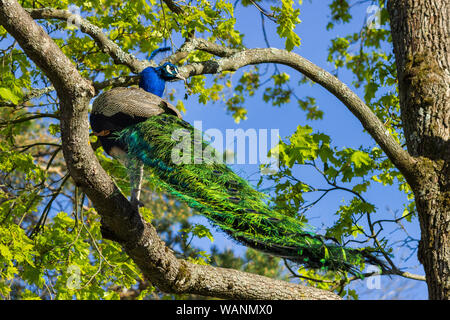 Blue Peackock (peafowl) avec plumage irisé qui se balade autour du zoo pour enfants dans le musée en plein air de Skansen.Île de Djurgarden, STHLM, Suède Banque D'Images