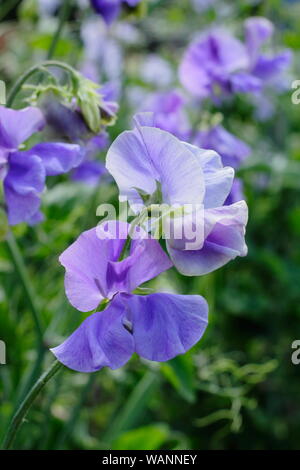 Lathyrus odoratus 'Big Blue' Spencer les petits pois grimpeur annuel dans un jardin au milieu de l'été. UK Banque D'Images