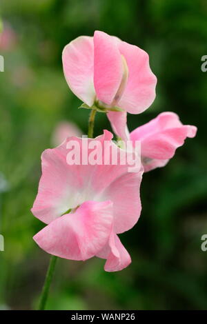 Lathyrus odoratus 'Emma' fleurs de pois - chaque année un alpiniste dans un jardin au milieu de l'été. UK Banque D'Images