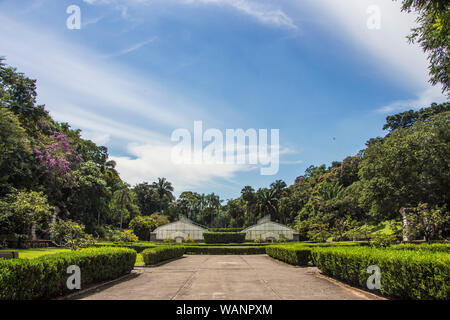 Jardin botanique, São Paulo, Brésil Banque D'Images