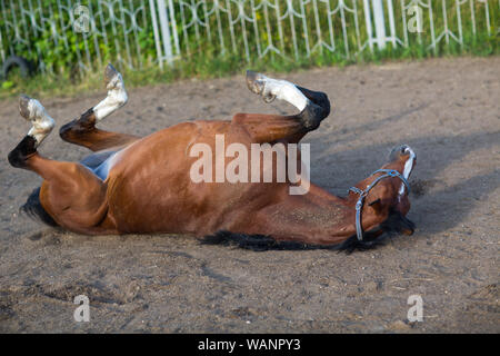 Horse brun-rouge Jeu de pose Banque D'Images