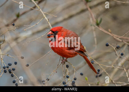 Un cardinal rouge Oiseau sur une branche d'arbre de manger des baies dans l'hiver Banque D'Images