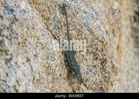 Lagartija, reptil en la Sierra los Locos, Sonora, Mexique. (Photo : LuisGutierrez NortePhoto.com) / Lézard, reptile dans la Sierra los Locos, Sonora, Mexique. (Photo : LuisGutierrez NortePhoto.com) / Banque D'Images