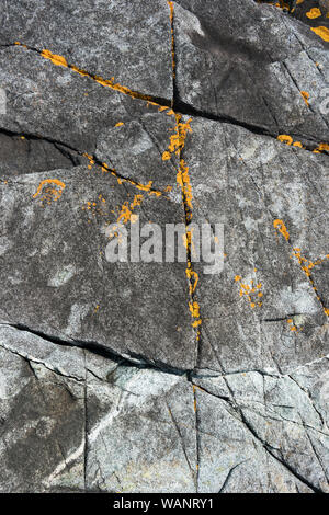 Lichen Xanthoria sp. sur les rochers de l'Est Chef, Isle au Haut, Maine. Banque D'Images