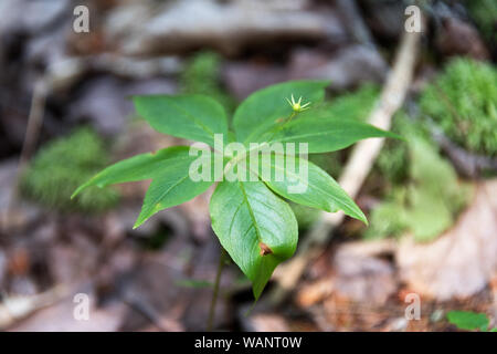 Feuilles et capsule de la trientale boréale (Trientalis borealis), Isle au Haut, Maine, USA. Banque D'Images