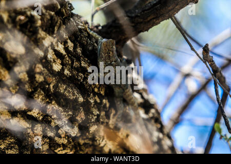 Lagartija, reptil en la Sierra los Locos, Sonora, Mexique. (Photo : LuisGutierrez NortePhoto.com) / Lézard, reptile dans la Sierra los Locos, Sonora, Mexique. (Photo : LuisGutierrez NortePhoto.com) / Banque D'Images